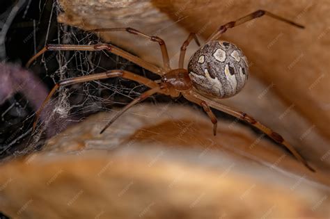 Female Brown Widow Spider