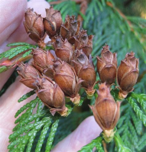 Does Western Red Cedar Rot at Janet Simmons blog