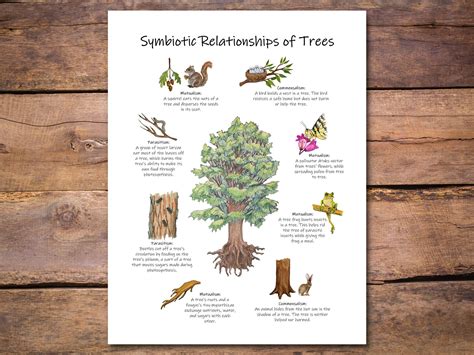 Symbiotic relationships poster forest ecology classroom decor tree ...