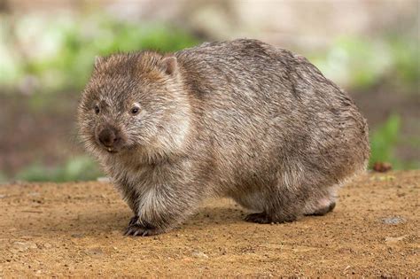 List of marsupials | Marsupial Species, Mammals, Australia | Britannica