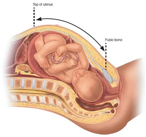 Fundal height & fundal height measurement