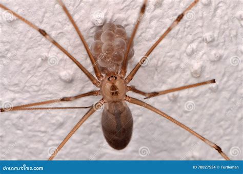 Long bodied cellar spider bite humans - fertcraze