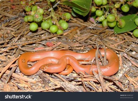 Rubber Boa Snake Charina Bottae Stock Photo 83385337 | Shutterstock
