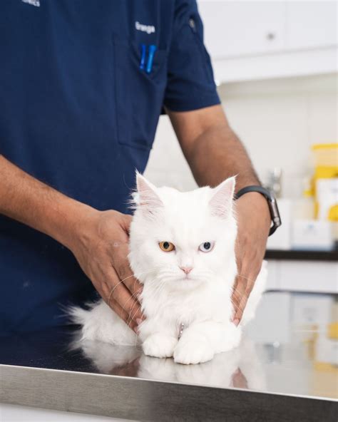 Can Cats Eat Kale? Safe Superfood or Hidden Risk?