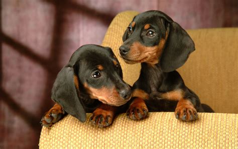 Dachshund Puppies Black And Tan