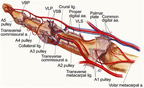 Distal Finger Replantation - Journal of Hand Surgery