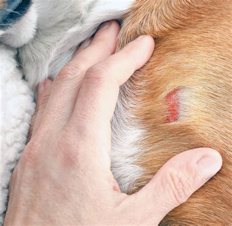Dog Bacterial Infections - Whole Dog Journal