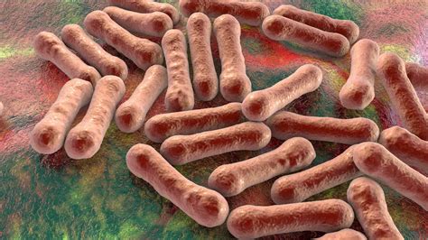 Diphtheria could become a problem again thanks to new variants and antimicrobial resistance