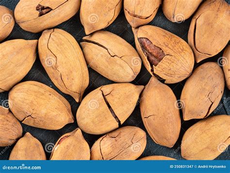 Pecan nut in shell stock image. Image of large, horizontal - 250831347