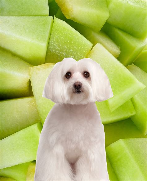 Melon Dog