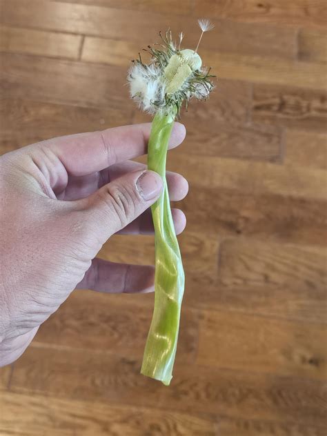 This mutated dandelion : r/mildlyinteresting