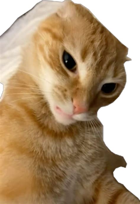 Bombastic Side Eye Cat