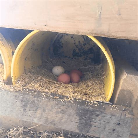 The cheapest way to raise backyard chickens in 2024 - Simply Restored