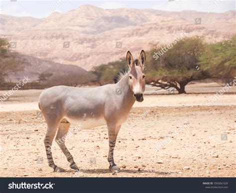 African Wild Ass African Wild Donkey Stock Photo 1093061639 | Shutterstock