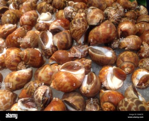 Snails edible hi-res stock photography and images - Alamy