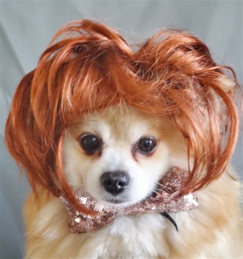 Cute Pet Wig for Dog or Cat /halloween Dog Wig / Costume Cat Wig /dog ...