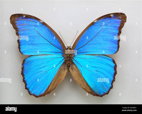 Menelaus Blue Morpho (Morpho menelaus) isolated Stock Photo - Alamy