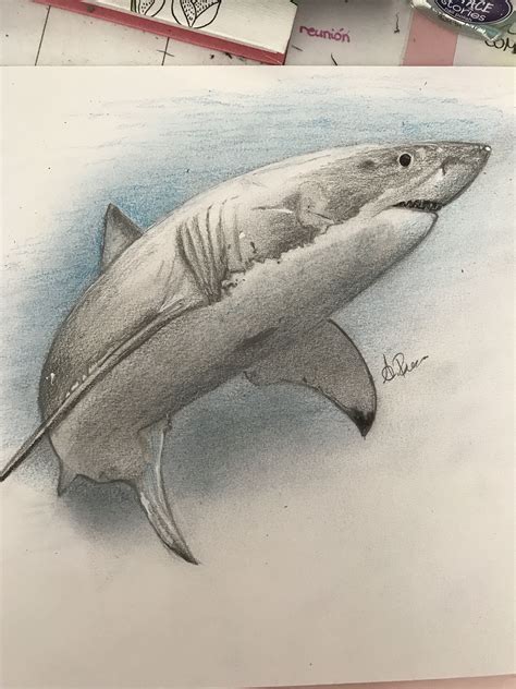 White Shark Drawing