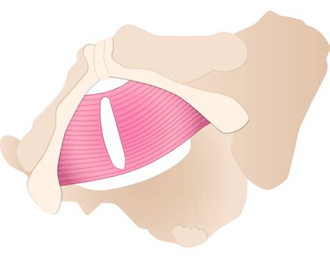 Pelvic Floor Muscle Spasm Physical Therapy | Viewfloor.co