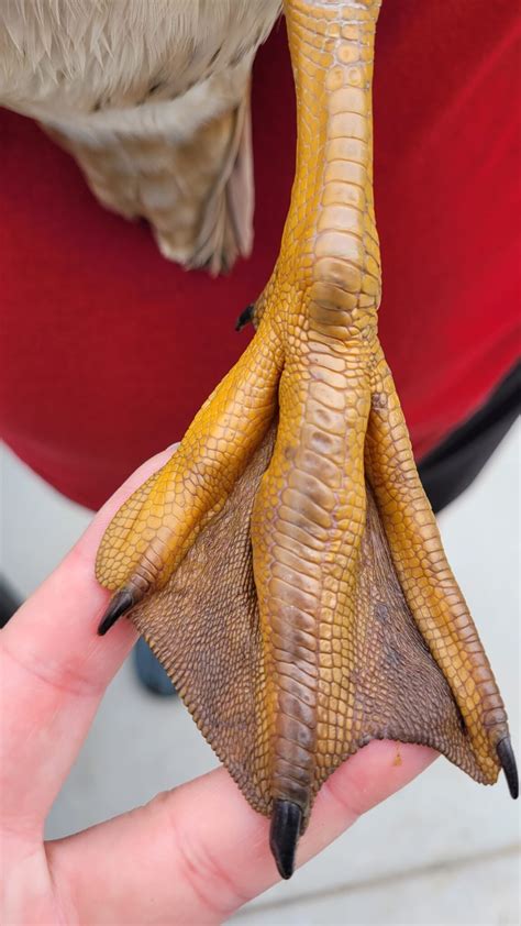 Bumblefoot in Ducks: Symptoms, Causes, and Treatments