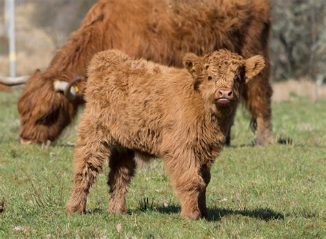 28 Fascinating Facts About Highland Cows You Should Know