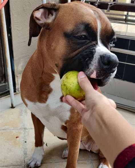 Can Dogs Eat Guavas?