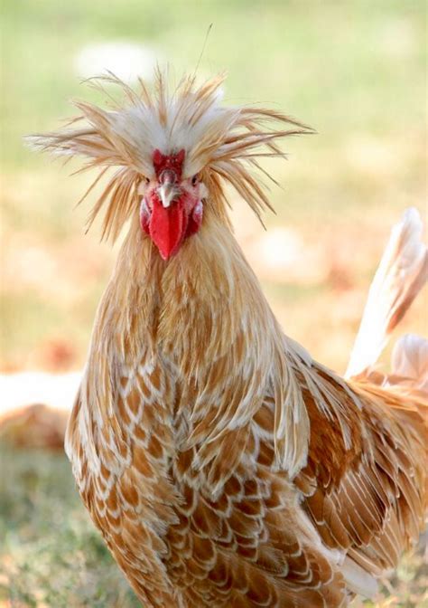 Rooster With Hair On Head - Hasma