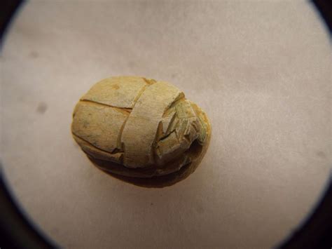 RARE ANCIENT EGYPTIAN AUTHENTIC CARVED SCARAB SEAL 300 B.C LOT 6 ...