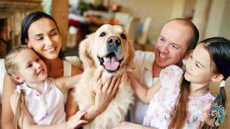 What Are the Top Family-Friendly Dog Breeds? - Dogble