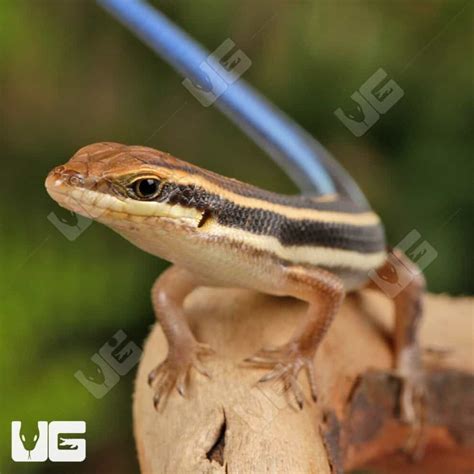 Blue Tailed Skinks For Sale - Underground Reptiles