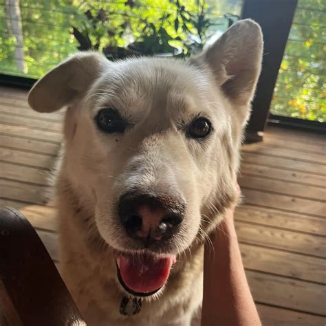 Sarah Wayne Callies Pets - Celebrity Pets