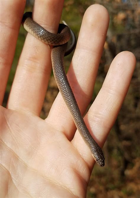Rough Earth Snake From Bluebirds To Turtles: THREE LITTLE FOSSORIAL