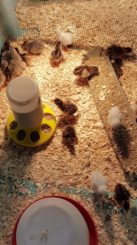 Dan's Feed Bin in Superior, WI 54880 - (715) 3...