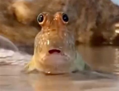 Squirrel fading away in 2025 | Memes, Funny reaction pictures, Reaction ...