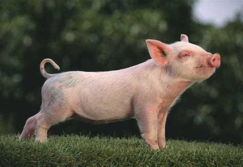 How to Choose Pig Breeds For Your Farm Pet Pigs, Baby Pigs, Beautiful ...