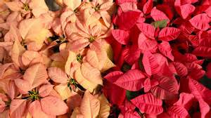 UF's annual Poinsettia Sale 2025 is Dec. 5 at greenhouses on campus