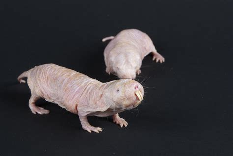Rare cancer cells discovered in naked mole rats | Smithsonian Insider