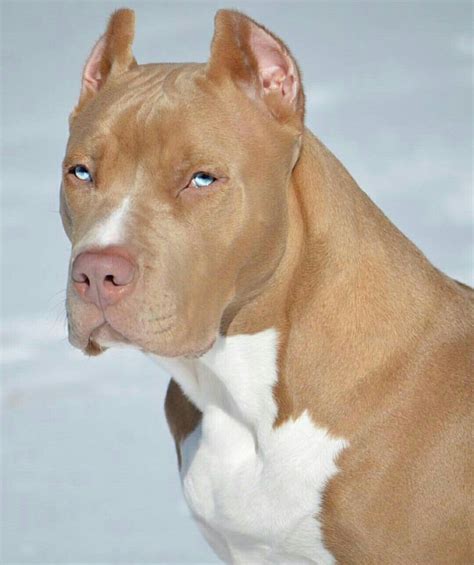 Can Pit Bulls Have Blue Eyes