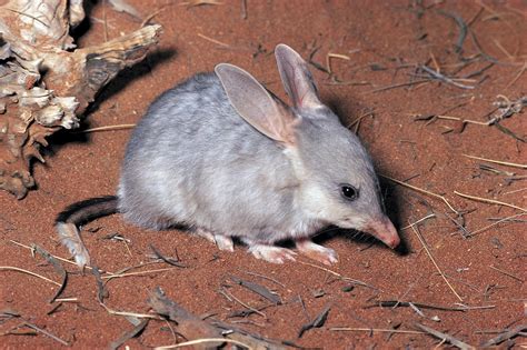 Recent decades have transformed our understanding of marsupial ...