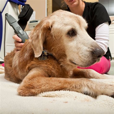 Framingham, MA Veterinary Services | Slade Veterinary Hospital