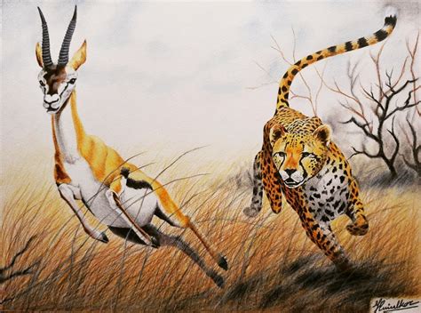 Predator 🐆 & Prey 🦌 Cheetah And Impala Deer Color Pencil Artwork 🎨 | Exotic animals art, Animal ...
