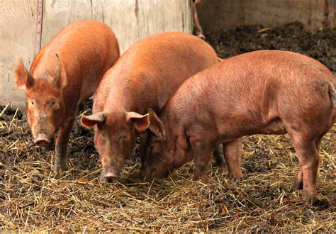 Tamworth #Pigs | Tamworth pig, Pig, Pig breeds