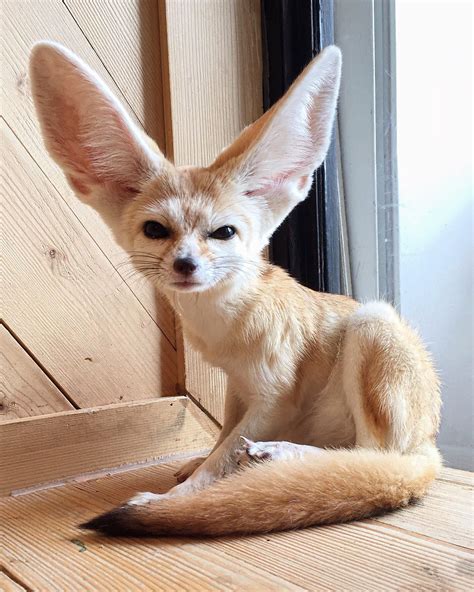 Domesticated Fennec Fox