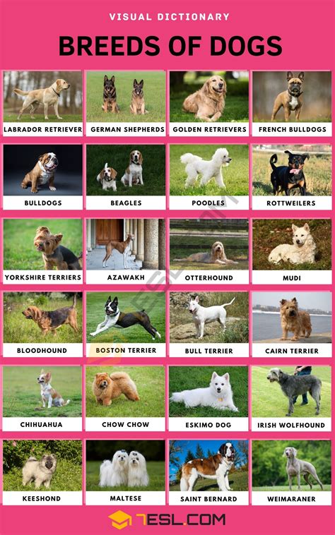 List of Dog Breeds and Types of Dogs with Pictures • 7ESL