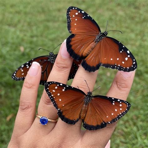Queen Butterflies : r/Butterflies