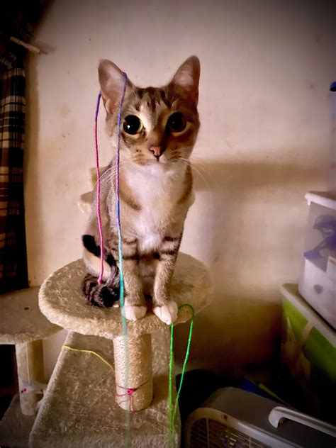 Lola as a behbeh 👶 : r/ChiquitaLolita