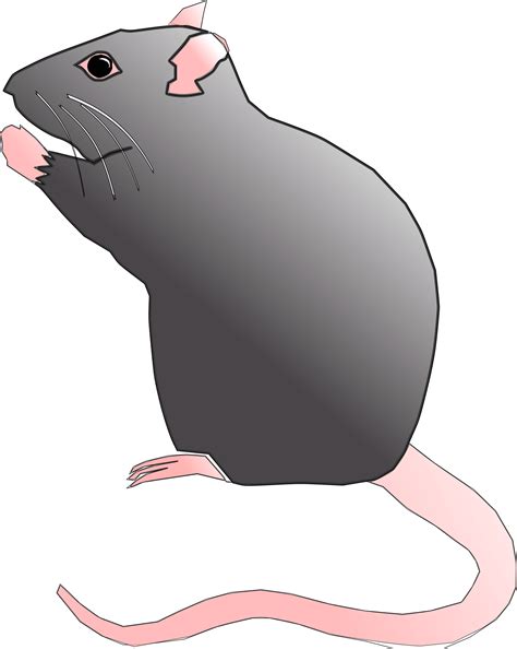 Clipart Rat Cute Rat - Cute Rat Clipart - Png Download - Large Size Png ...