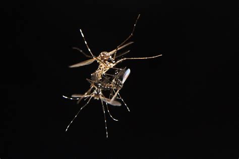 The Rockefeller University » Mosquito sex protein could provide key to controlling disease
