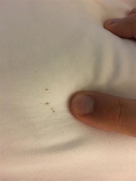 Bed Bug Stains On Sheets Reddit at Naomi Marshall blog