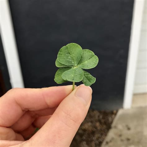 This 6 leaf clover I just found. : r/mildlyinteresting
